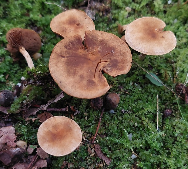 vláknica Inocybe sp. ?