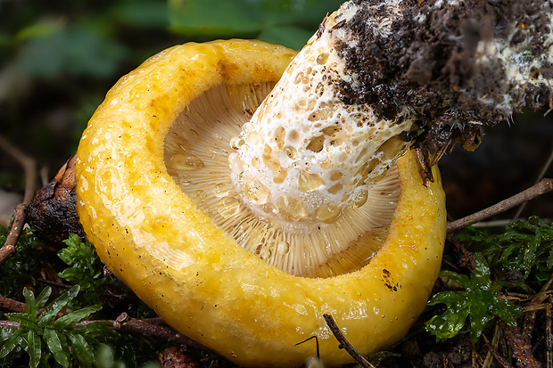 rýdzik rapavý Lactarius scrobiculatus (Scop.) Fr.