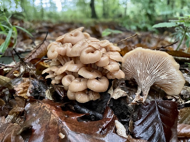 húževnatček ulitovitý Lentinellus cochleatus (Pers.) P. Karst.