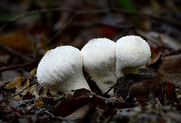 prášnica bradavičnatá Lycoperdon perlatum Pers.