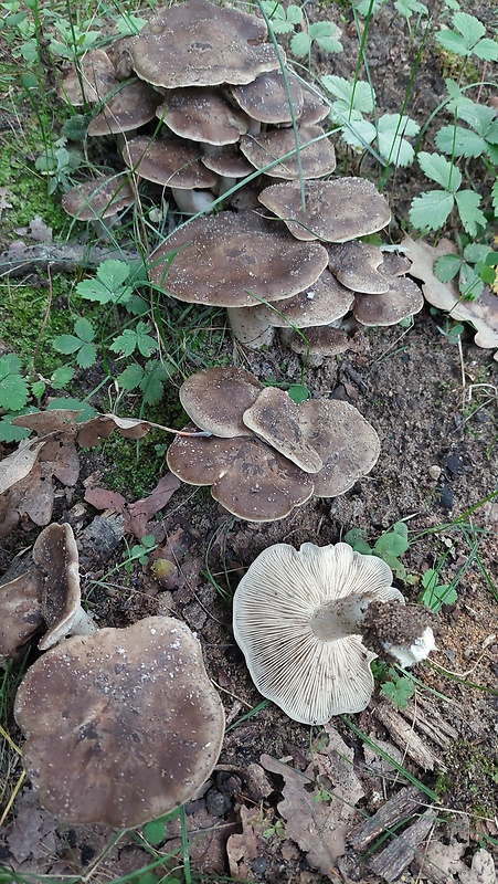 strmulec nakopený Lyophyllum decastes (Fr.) Singer