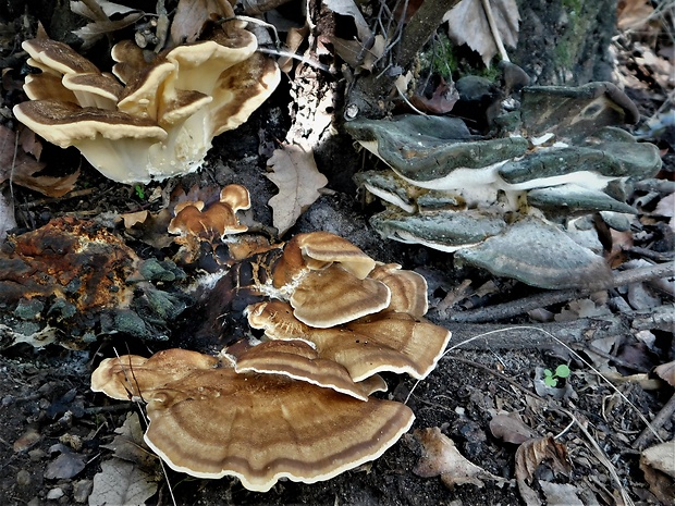 vejárovec obrovský Meripilus giganteus (Pers.) P. Karst.