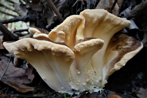 vejárovec obrovský Meripilus giganteus (Pers.) P. Karst.