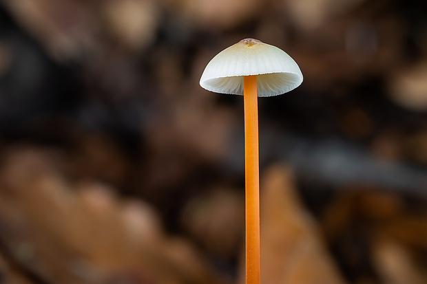 prilbička šafranová Mycena crocata (Schrad.) P. Kumm.