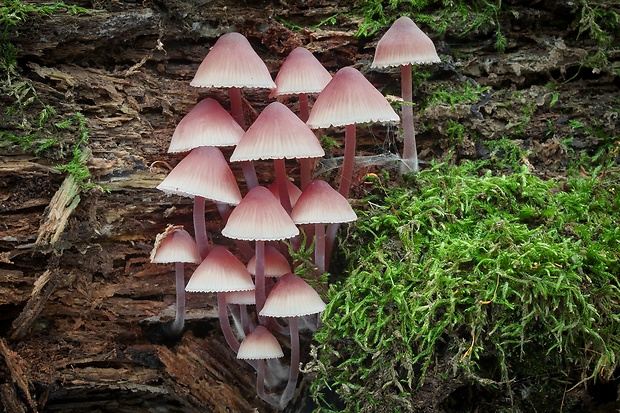 prilbička krvavomliečna Mycena haematopus (Pers.) P. Kumm.