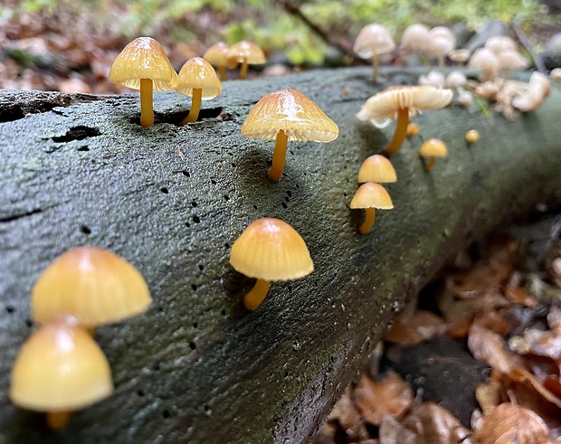 prilbička žltohlúbiková Mycena renati Quél.