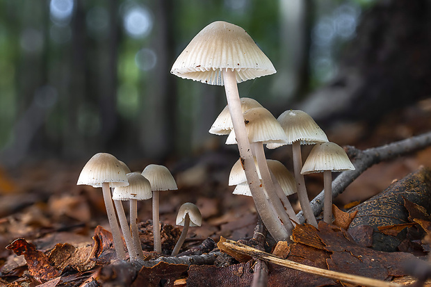 prilbička Mycena sp.