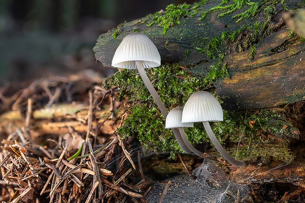 prilbička Mycena sp.