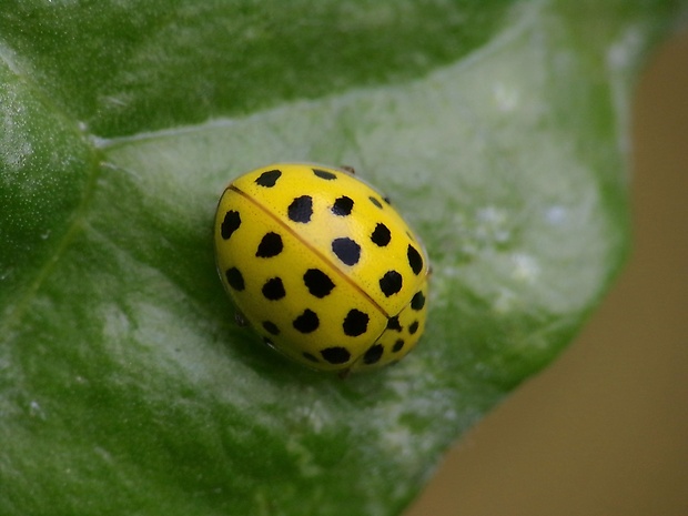 lienka múčnatá Psyllobora vigintiduopunctata