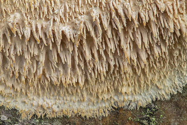 struháčik obyčajný Radulomyces confluens (Fr.) M.P. Christ.