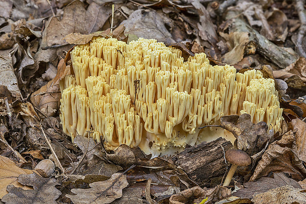 strapačka Ramaria sp.