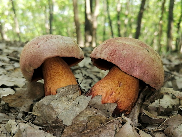 hríb Le Galovej Rubroboletus legaliae (Pilát & Dermek) Della Maggiora & Trassin.