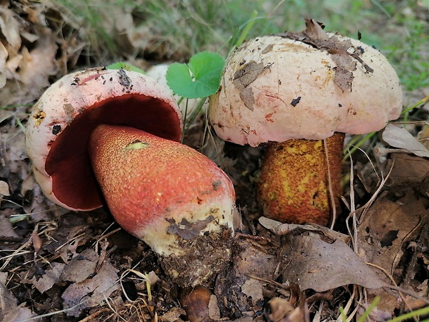 hríb purpurový Rubroboletus rhodoxanthus Kuan Zhao &amp; Zhu L. Yang