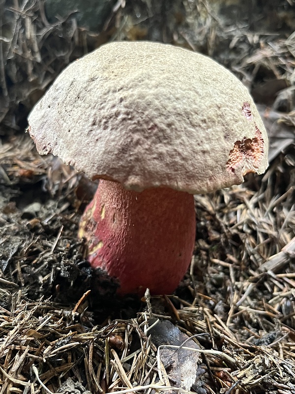 hríb úhľadný horský Rubroboletus rubrosanguineus (Cheype) Kuan Zhao & Zhu L. Yang