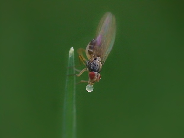 drozofila Scaptomyza pallida  (Zetterstedt, 1847)