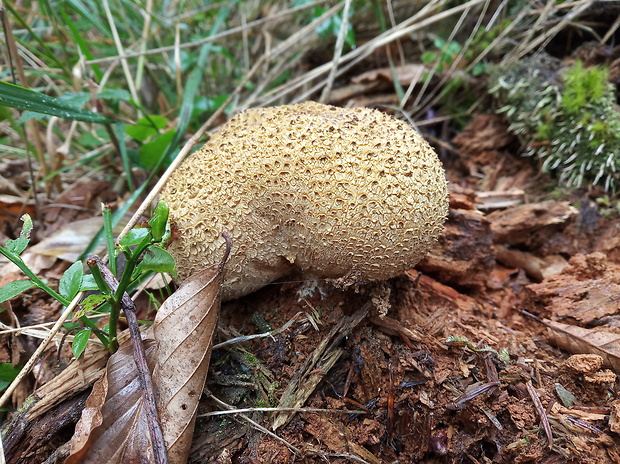 pestrec obyčajný Scleroderma citrinum Pers.