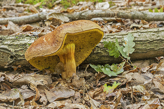 suchohríb červenohnedý Xerocomus ferrugineus (Kuntze) Singer