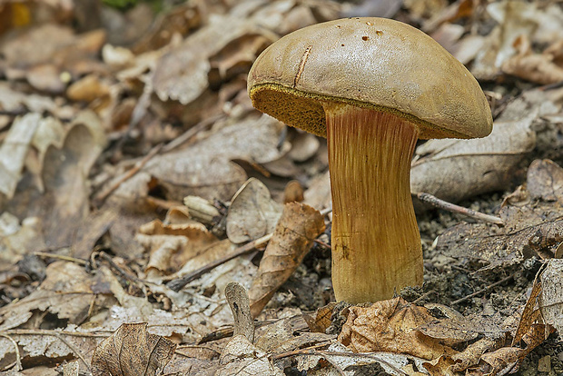 suchohríb Xerocomus sp.