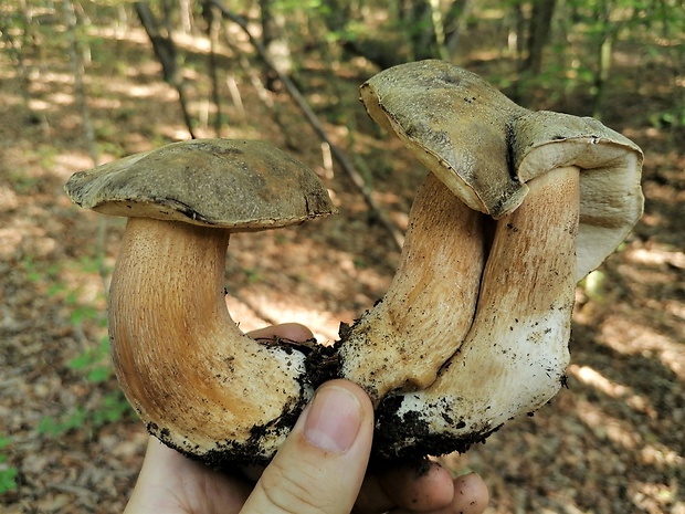 hríb bronzový Boletus aereus Bull. ex Fr.