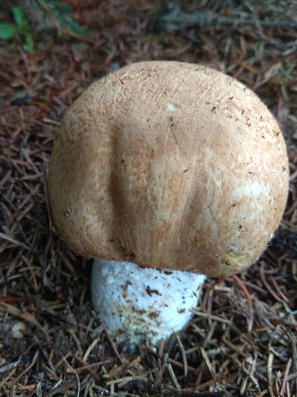 pečiarka obrovská Agaricus augustus Fr.