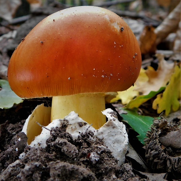 muchotrávka cisárska Amanita caesarea (Scop.) Pers.