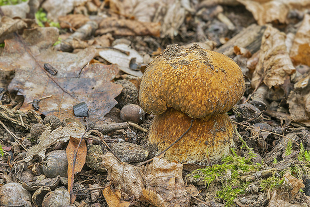 hríb bronzový Boletus aereus Bull. ex Fr.