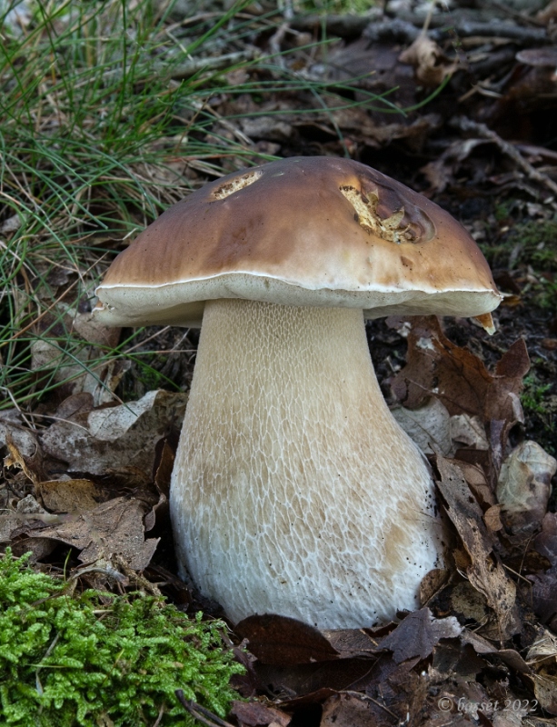 hríb smrekový Boletus edulis Bull.