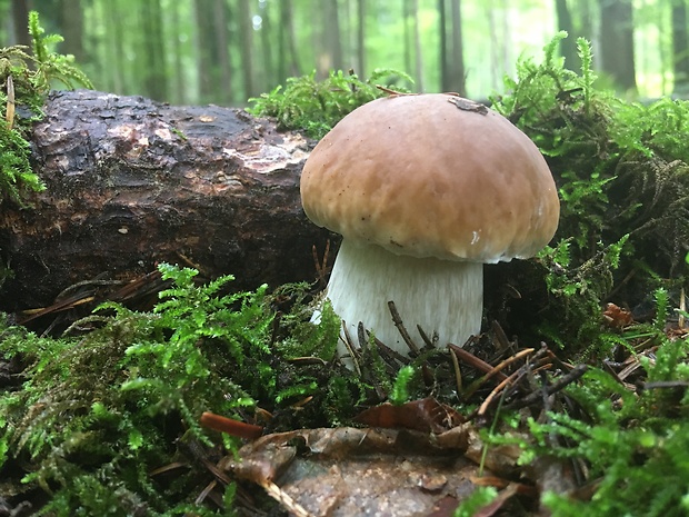 hríb smrekový Boletus edulis Bull.