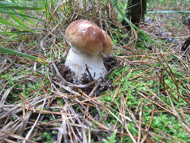 hríb smrekový Boletus edulis Bull.