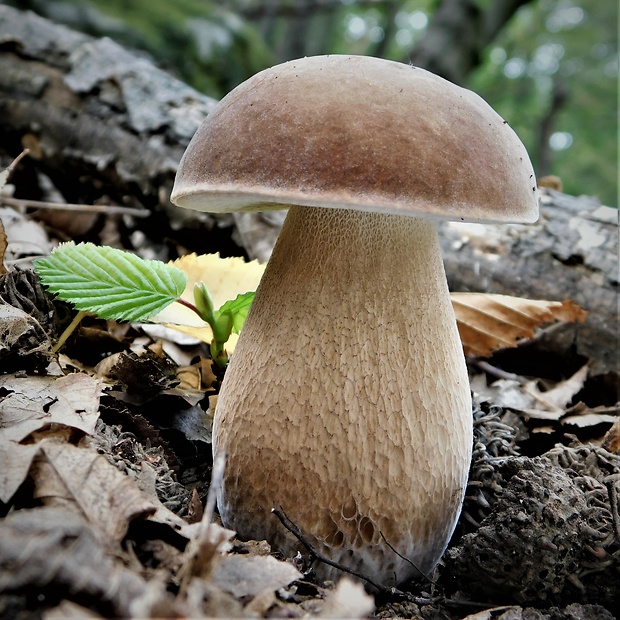 hríb dubový Boletus reticulatus Schaeff.