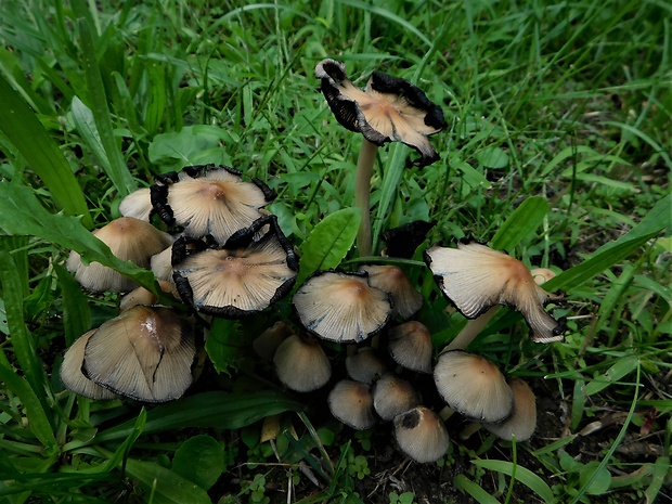 hnojník Coprinellus sp.