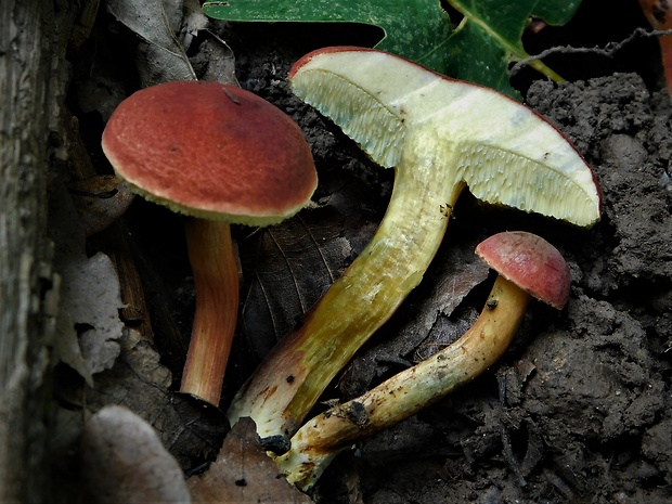 suchohríb karmínový Hortiboletus rubellus (Krombh.) Simonini, Vizzini & Gelardi