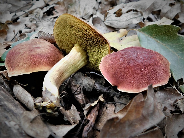 suchohríb karmínový Hortiboletus rubellus (Krombh.) Simonini, Vizzini & Gelardi