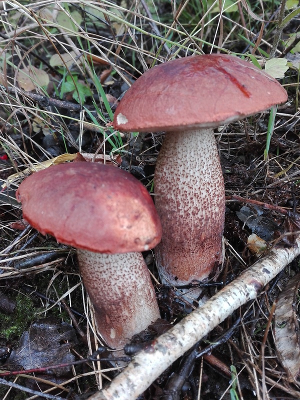 kozák dubový Leccinum aurantiacum (Bull.) Gray