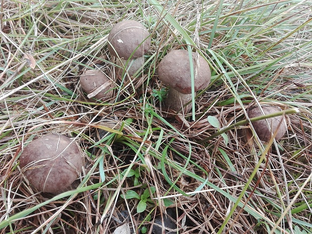 kozák topoľový Leccinum duriusculum (Schulzer ex Kalchbr.) Singer