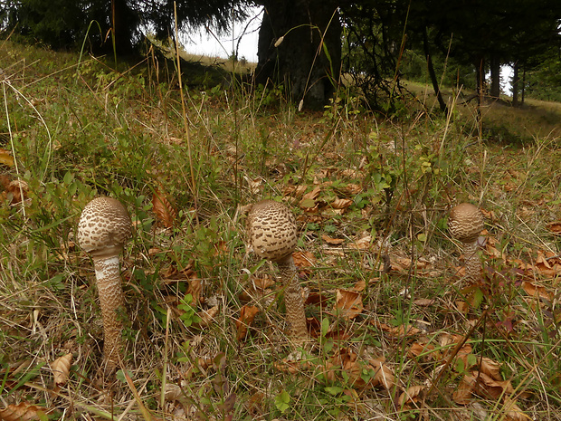 bedľa vysoká Macrolepiota procera (Scop.) Singer