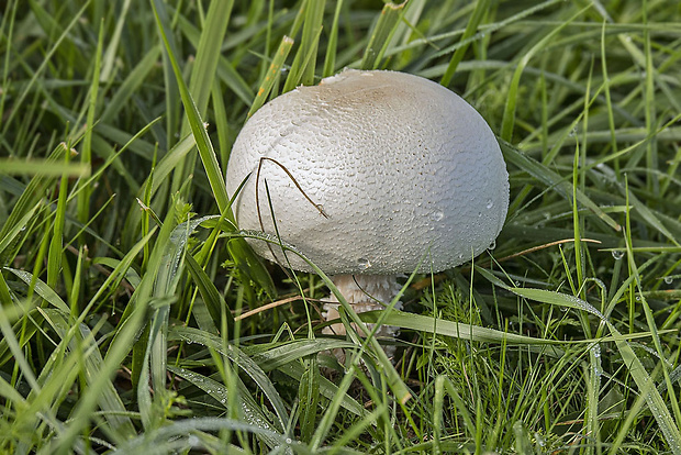 pečiarka Agaricus sp.