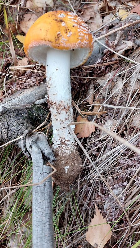 muchotrávka oranžová Amanita crocea (Quél.) Singer