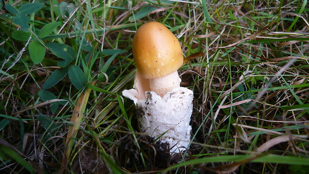 muchotrávka žltooranžová Amanita flavescens (E.-J. Gilbert & S. Lundell) Contu