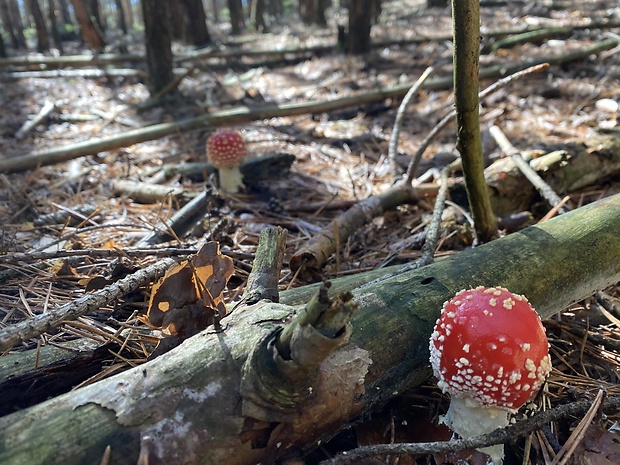 muchotrávka červená Amanita muscaria (L.) Lam.