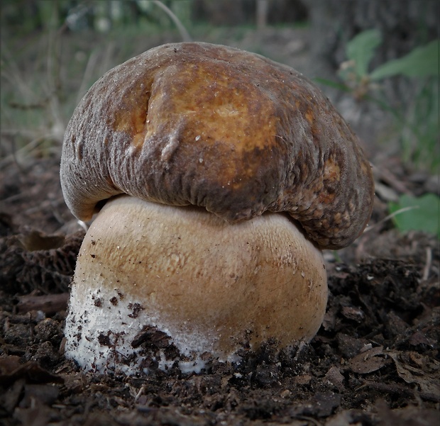 hríb bronzový Boletus aereus Bull. ex Fr.