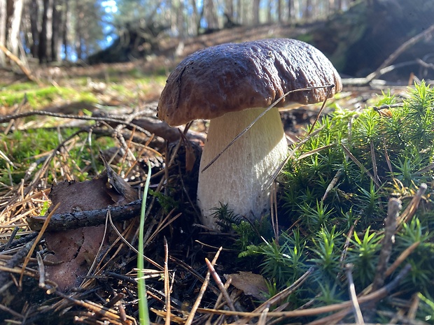 hríb smrekový Boletus edulis Bull.