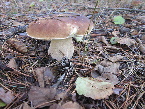 hríb smrekový Boletus edulis Bull.