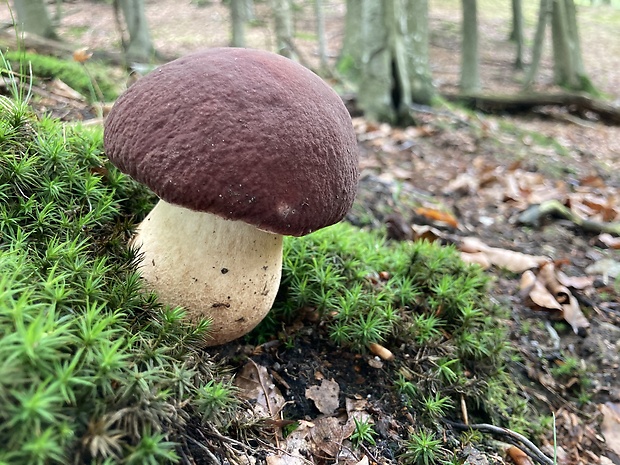 hríb sosnový Boletus pinophilus Pil. et Dermek in Pil.