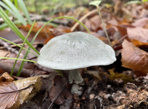 strmuľka anízová Clitocybe odora (Bull.) P. Kumm.