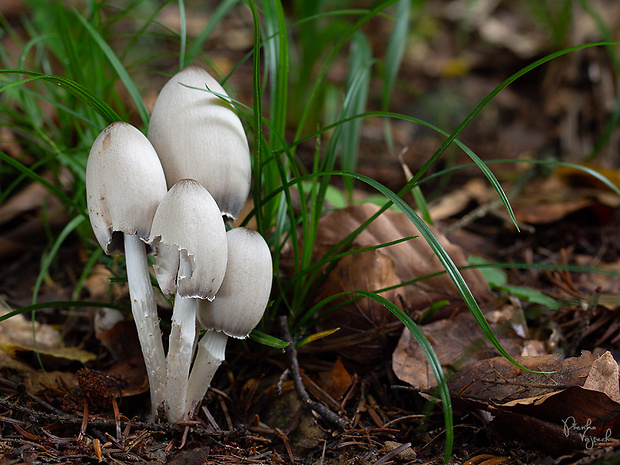 hnojník statný Coprinopsis acuminata (Romagn.) Redhead, Vilgalys & Moncalvo