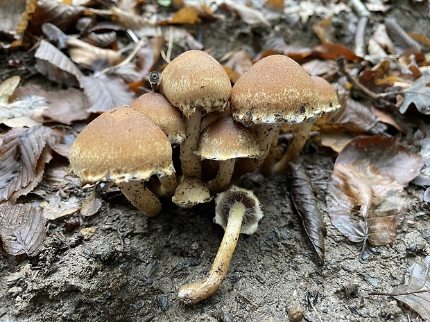 vláknica svetlohnedá ??? Inocybe fuscidula Velen