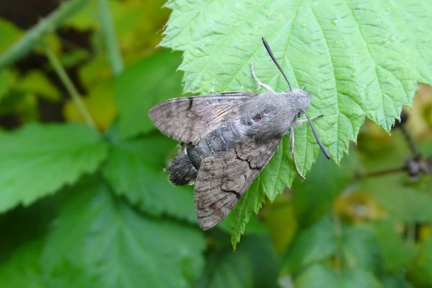 lišaj marinkový Macroglossum stellatarum