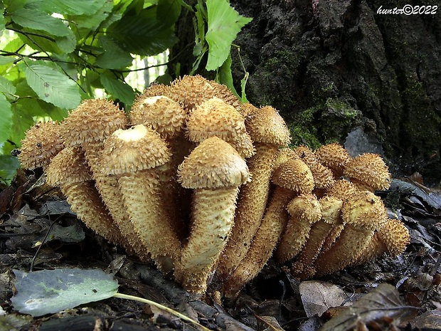 šupinovka šupinatá Pholiota squarrosa (Vahl) P. Kumm.