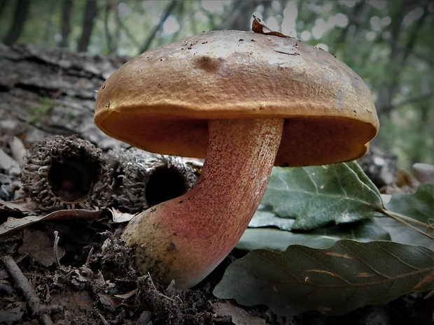 hríb zrnitohlúbikový Sutorius luridiformis (Rostk.) G. Wu & Zhu L. Yang